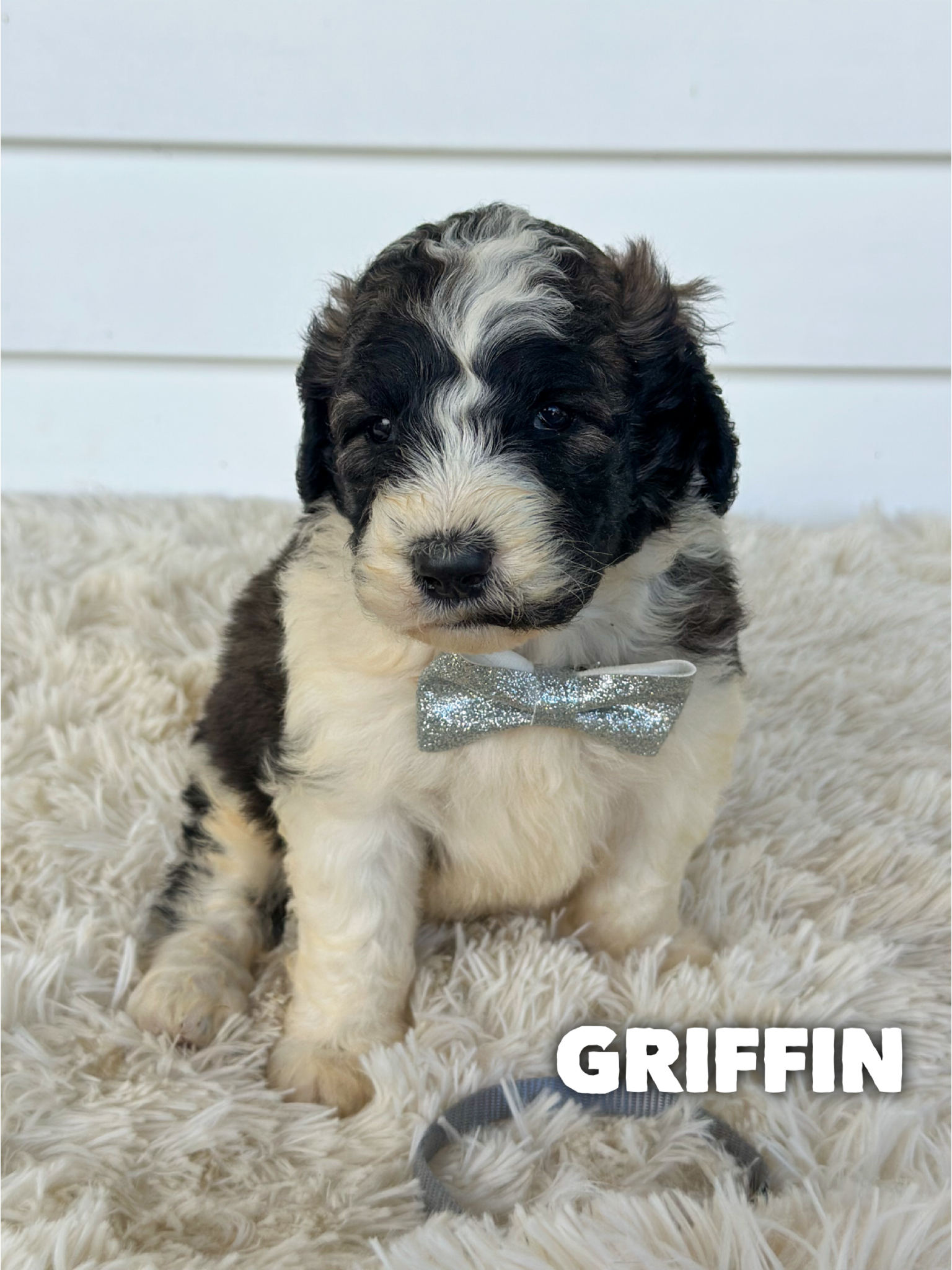 Griffin  2